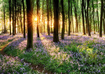 Sunshine through trees in bluebell wood