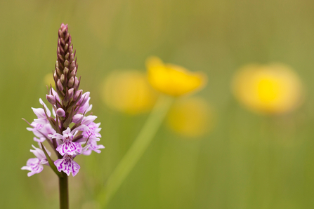 Common spotted orchid