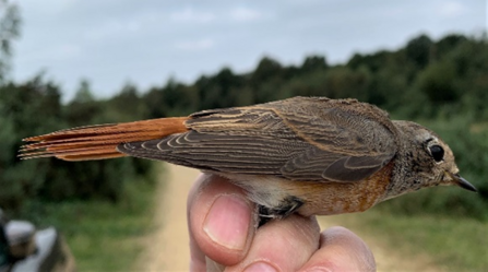 Redstart