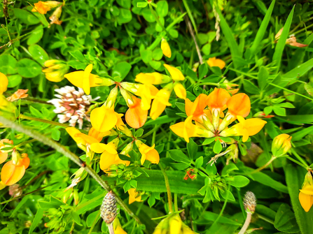 Bird's-foot trefoil