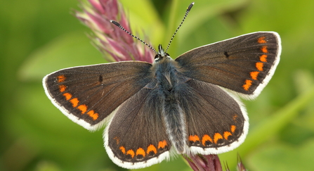 A brown argus butterfly basks on a stalk of purplish-red grass. Its wings are spread open, revealing choclate brown uppersides with bold white margins and bright orange spots