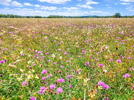 Wildflowers at BBOWT's Chimney Meadows nature reserve