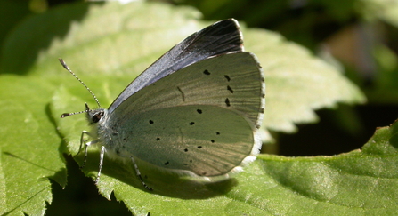 A holly blue butterfly rests on a leaf with its wings partly open, showing a hint of the black-bordered blue upper surface, as well as the silvery underside