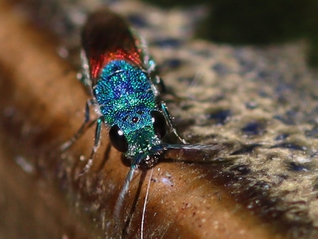 A ruby-tailed wasp at Warburg nature reserve
