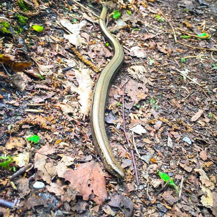 A slow worm at Snelsmore Common