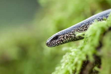 Slow worm