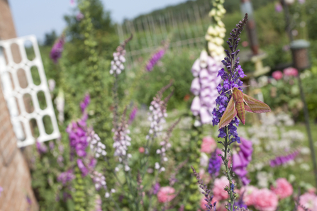 Elephant hawkmoth in a wildlife garden
