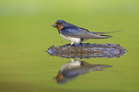 Swallow collecting mud for nest building