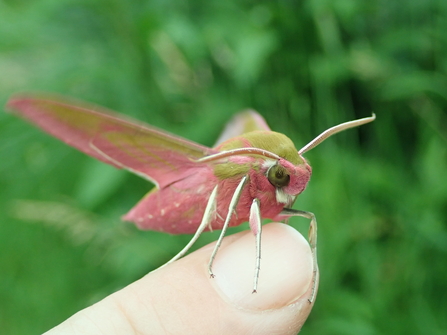 Elephant hawk-moth perched on a finger