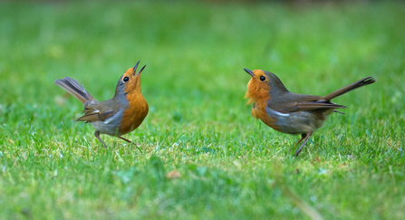 robins