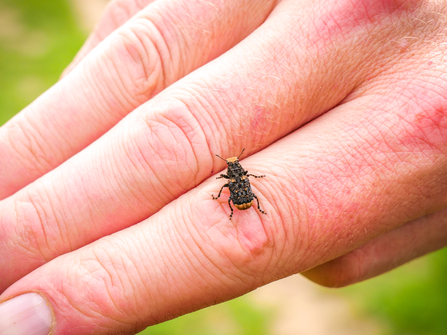 BBOWT Senior Land Manager Tom Hayward holds a beetle he found in the grazing fields at Woolley Firs