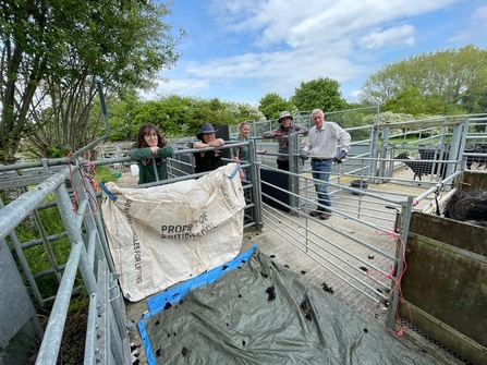 Volunteers helping with sheep shearing