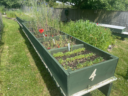 A raised flowerbed with plants growing in it