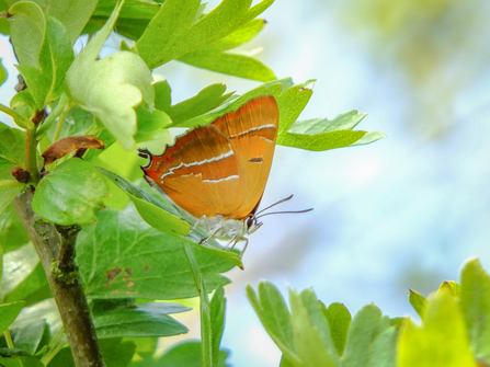 A brown hairstreak butterfly at BBOWT's Ludgershall Meadows nature reserve. Picture: Tom Atkins
