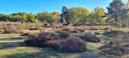 Exmoor ponies at Snelsmore Common