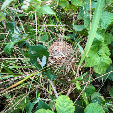 A harvest mouse nest in a field margin in West Oxfordshire. Picture: Lucy Stoddart