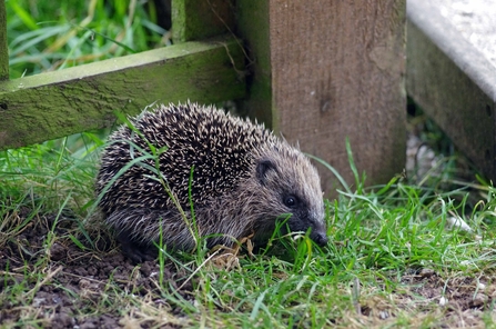 A baby hedgehog or hoglet. Picture: Gillian Day