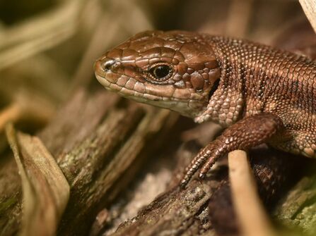 A common lizard (Zootoca vivipara) at BBOWT's College Lake reserve. Picture: Phil Bruss