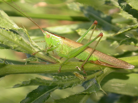 Long-winged conehead bush cricket. Picture: Giles San Martin