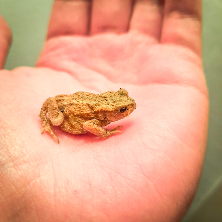 Common toad toadlet. Picture: Pete Hughes