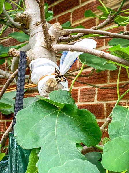 A Jersey tiger moth on a fig tree in the garden that BBOWT helped created at Slough's Ujala Foundation community centre