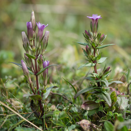 Autumn gentians growing in short grass