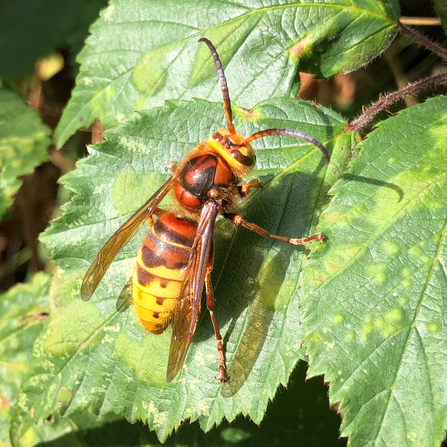 Hornet at Snelsmore Common