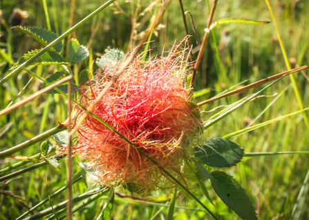 A bedeguar gall at BBOWT's Gallows Bridge Farm nature reserve