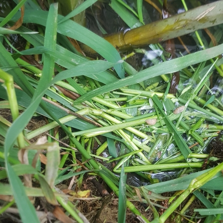 Pile of vegetation nibbled by water voles