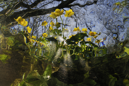 Plants growing in the crystal-clear waters of an English chalk stream