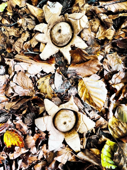 A pair of earth star fungus fruiting bodies at BBOWT's Warburg Nature Reserve