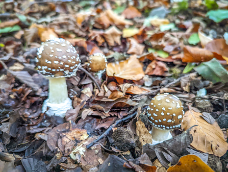 Panther cap fungus mushrooms at BBOWT's Warburg Nature Reserve