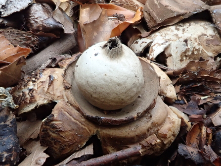 Collared earthstar fungus 