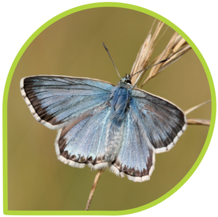 A male chalkhill blue butterfly with open wings