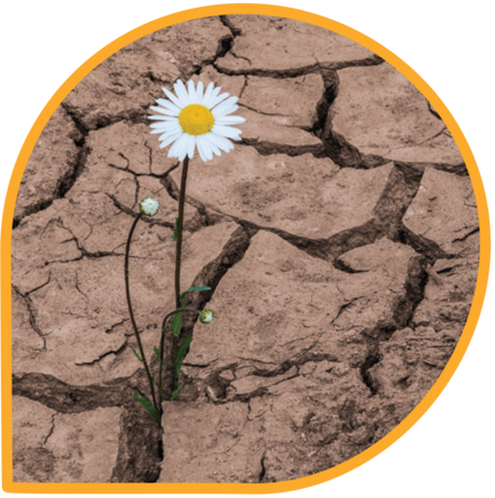 Daisy growing through dry, cracked soil