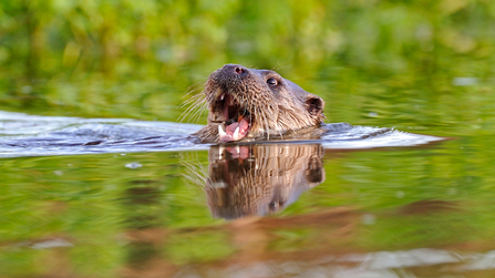 Face of an otter with open mouth, swimming in a river