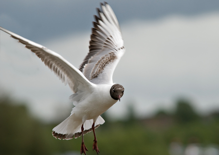 Black-headed gull