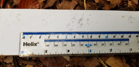 Edible dormouse footprints