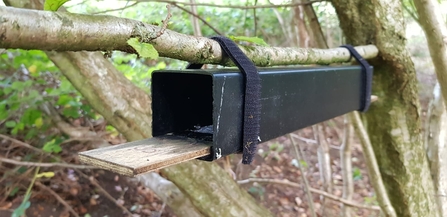 Dormouse footprint tunnel secured below a branch