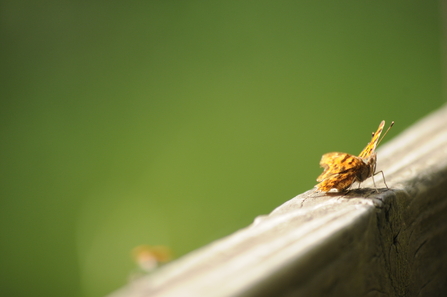 A comma butterfly photographed by Grace Earl as part of BBOWT's 2023 Youth Nature Photography Project.