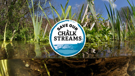 Logo for the Save Our Chalk Streams campaign displayed on an image of aquatic plants in a river