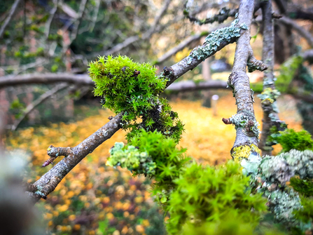 Moss and lichen growing on a tree at BBOWT's Woolley Firs education centre