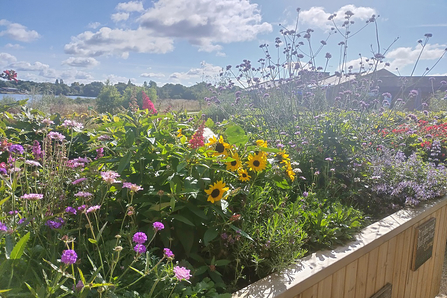 A raised flowerbed full of colourful plants for pollinators