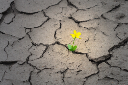 Celandine growing through cracked earth