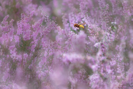 European hornet