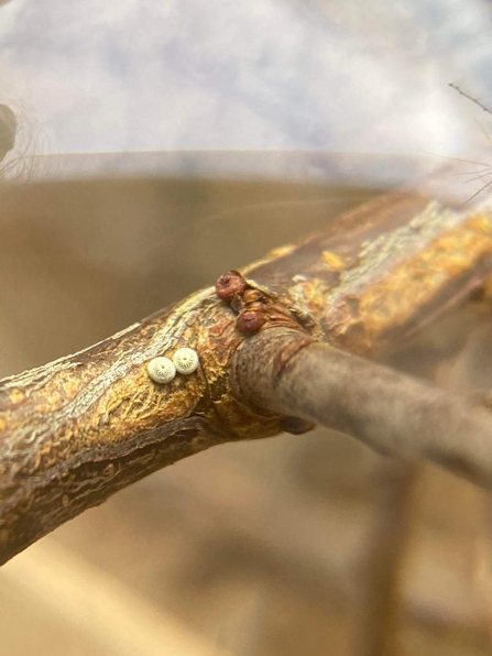 A brown hairstreak butterfly egg found during the BBOWT survey at Leaches Farm in January 2024