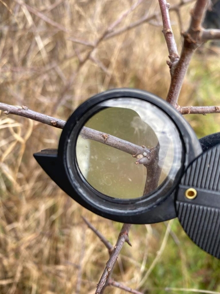 A brown hairstreak butterfly egg found during the BBOWT survey at Leaches Farm in January 2024
