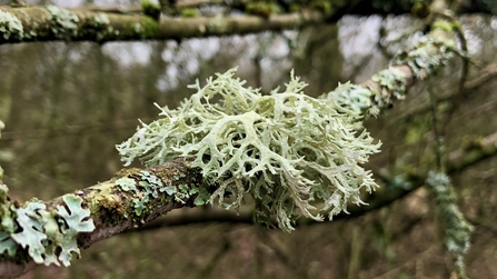 Oak moss
