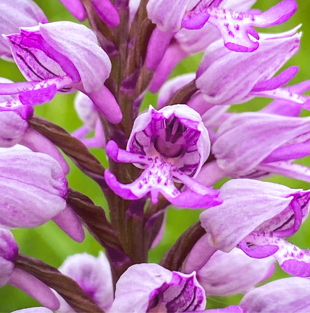 A military orchid at BBOWT's Homefield Wood nature reserve near Marlow photographed by Jon Mason, aka TheEarlyBirder