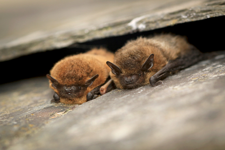 Two common pipistrelle bats lying between roof tiles